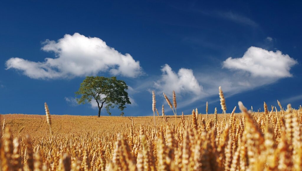 field, cereals, summer