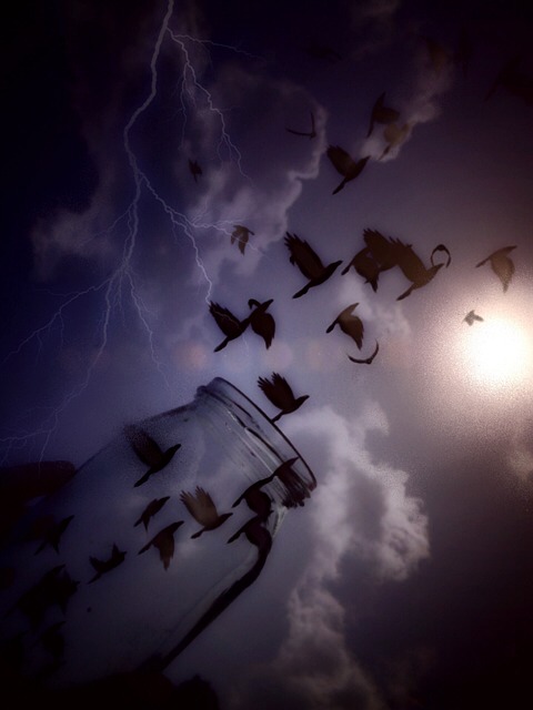birds, glass, freedom